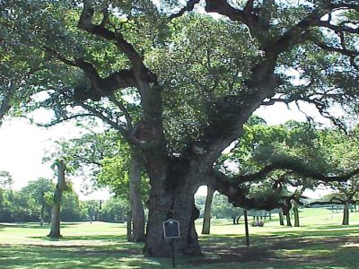 Burnt Oak _ Famous tree of Texas